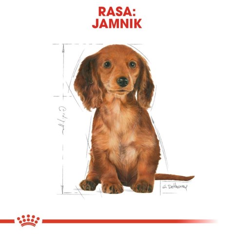 ROYAL CANIN Dachshund Puppy 1,5kg ROYAL CANIN Dachshund Puppy 1,5kg